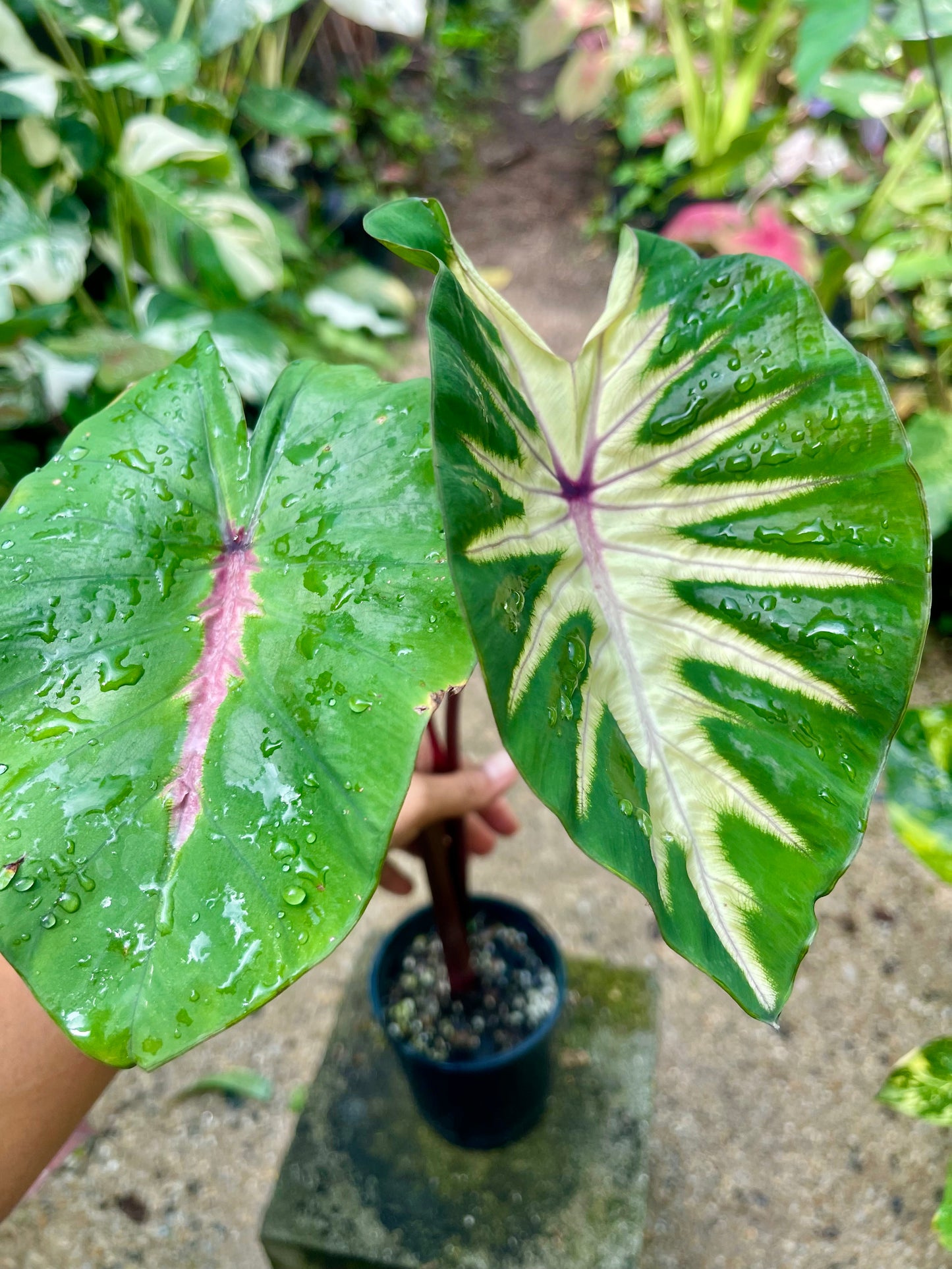 COLOCASIA HAWAIIAN WAIKIKI 🩷