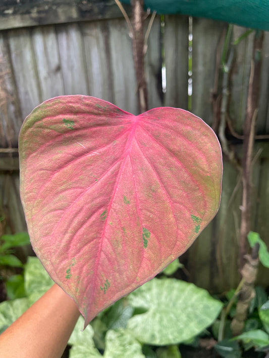 Caladium 04