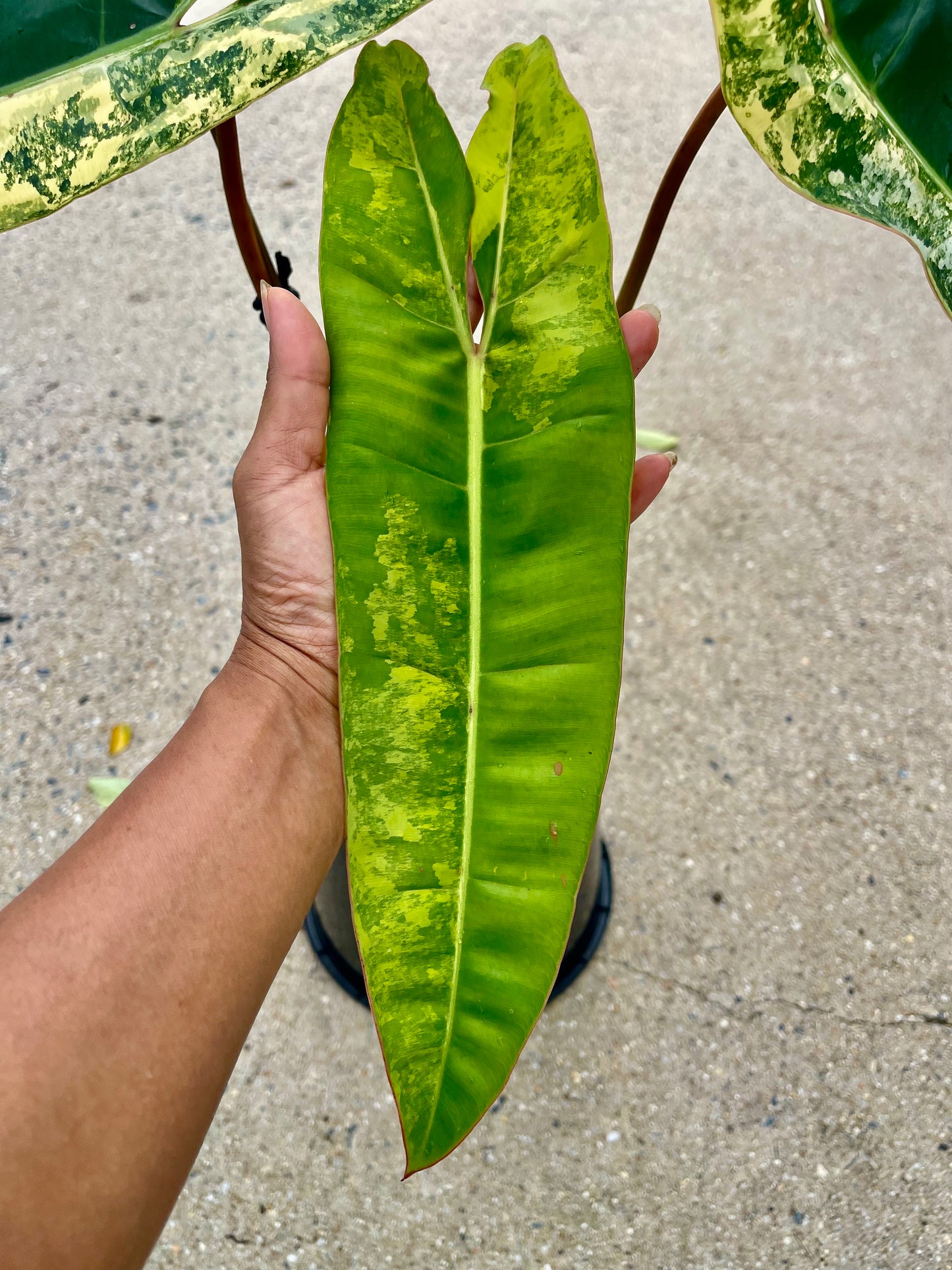 🦄PHILODENDRON VARIEGATED BILLITIAE-COLLECTOR PLANT-Non TC 🦄