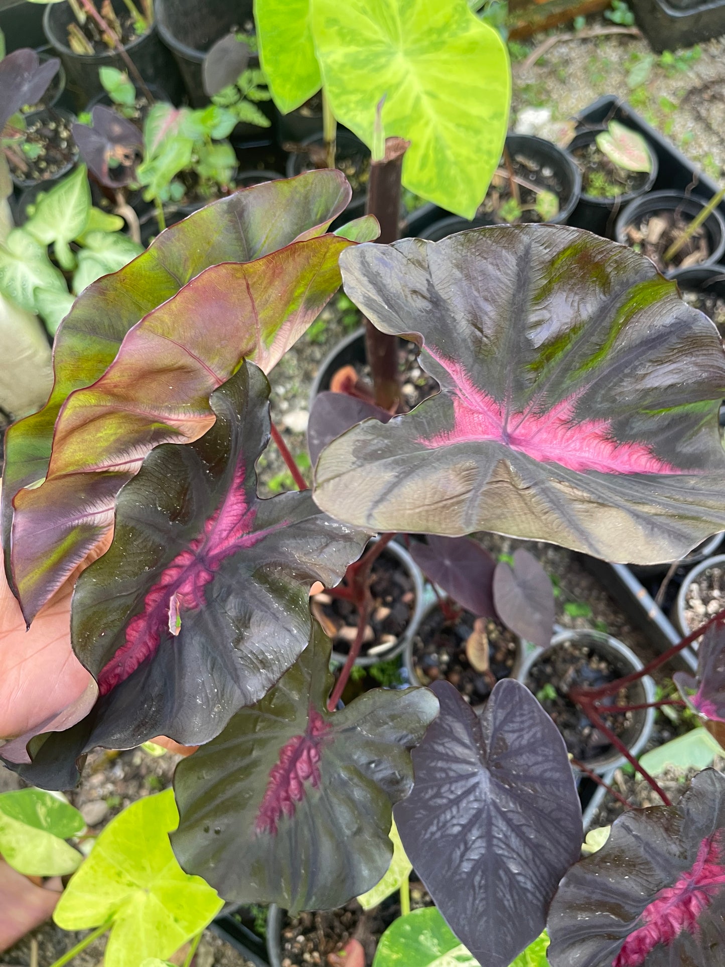 COLOCASIA HYBRID BLACK PINK