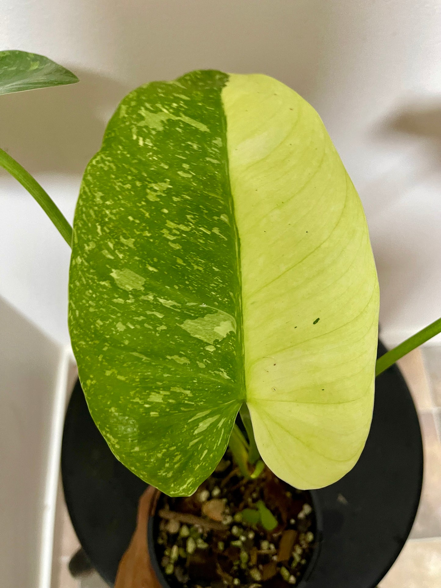 🪴Philodendron Jose Buono 🪴
