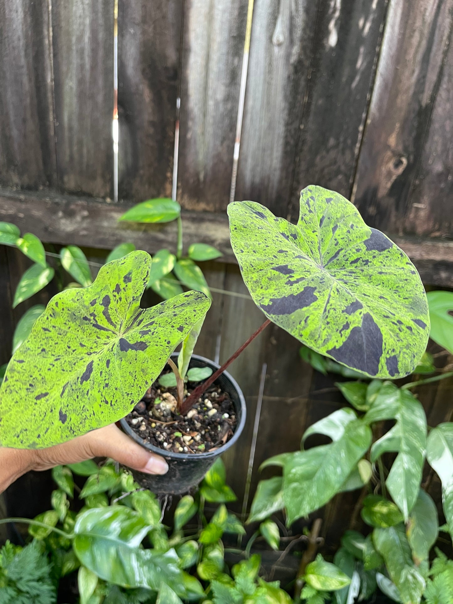 🖤💚COLOCASIA MOJIYO💚🖤