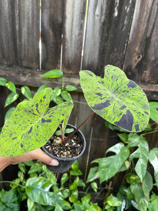 🖤💚COLOCASIA MOJIYO💚🖤