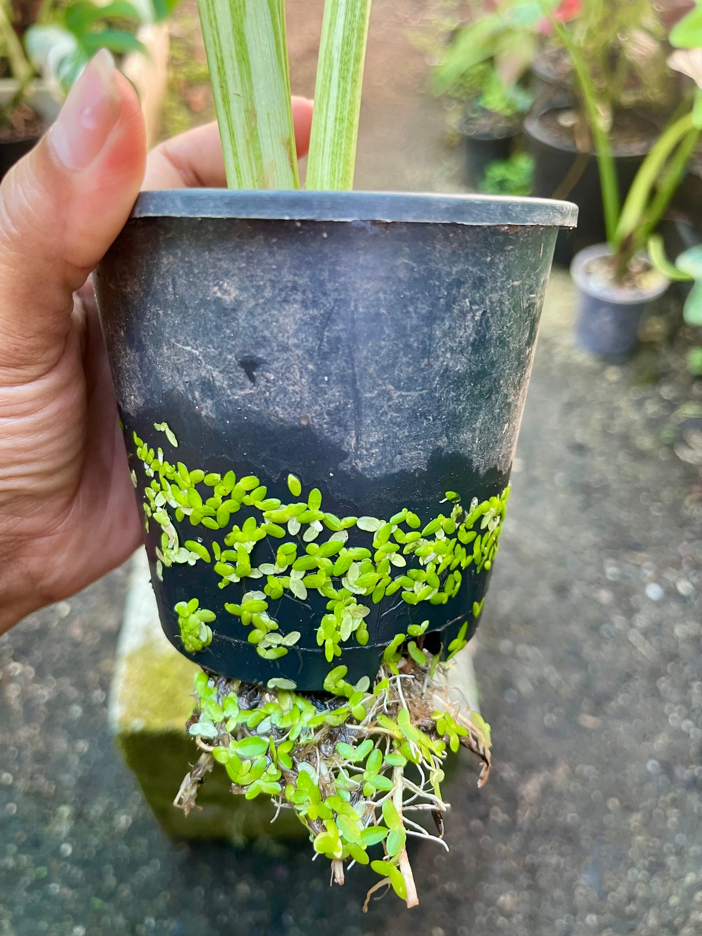 COLOCASIA THOUSANDS STAR ( NEW RELEASE)