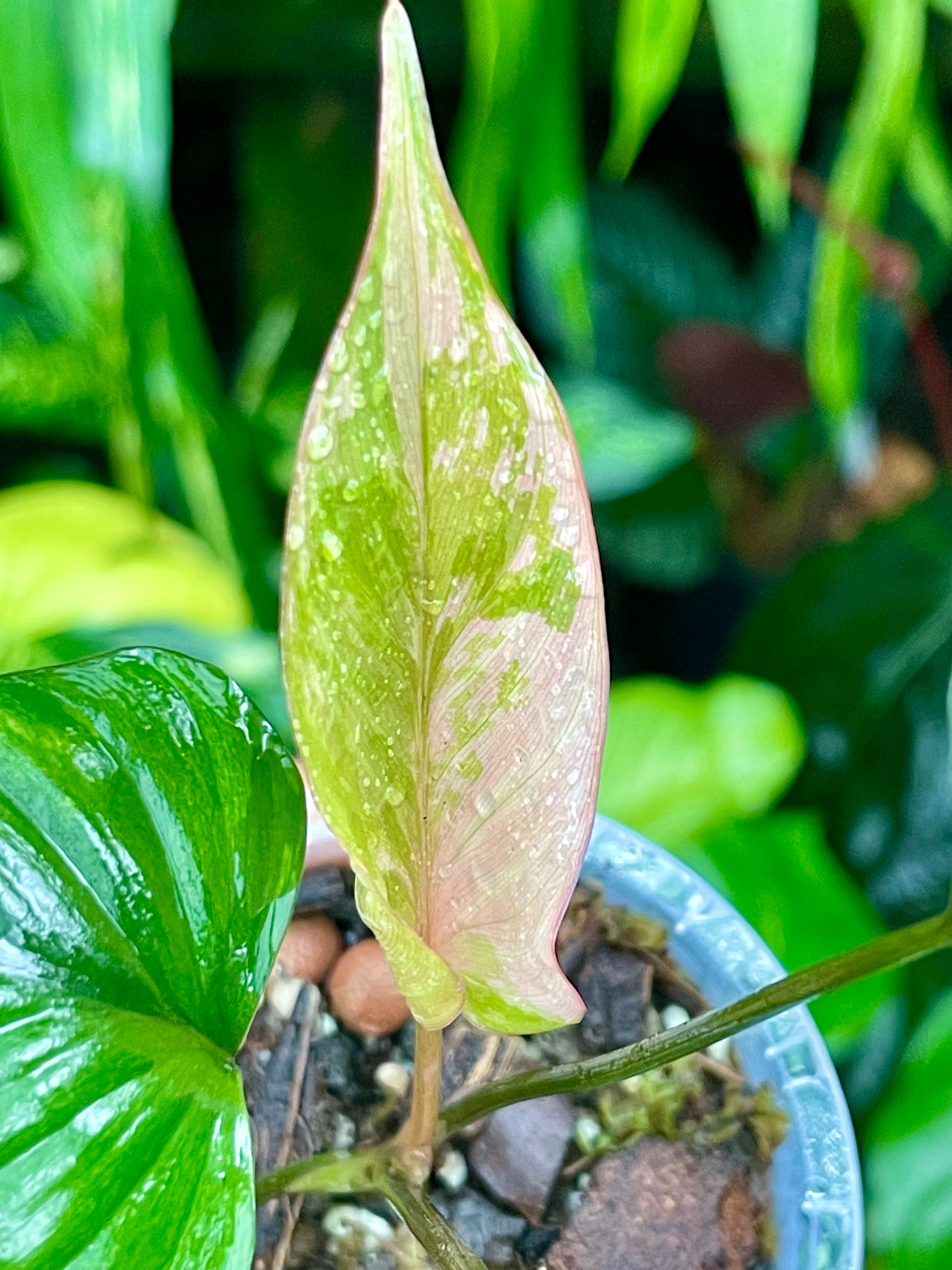 🦄HOMALOMENA PINK DIAMOND-RARE COLLECTOR PLANT 🦄