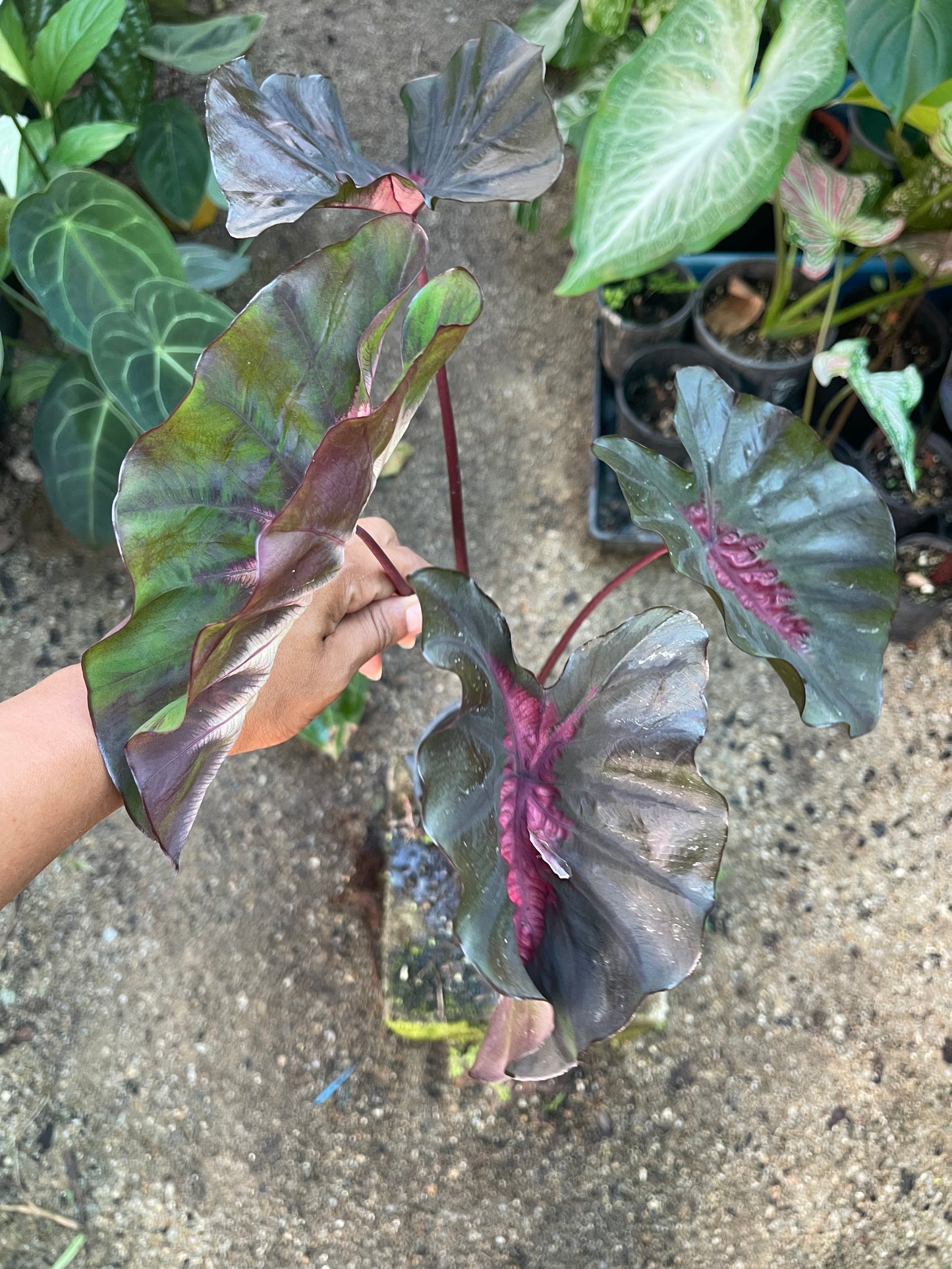 COLOCASIA HYBRID BLACK PINK
