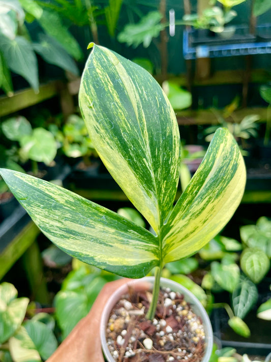 🦄Raphidophora Decursiva (Dragon's Tail) Aurea highly variegated 🦄