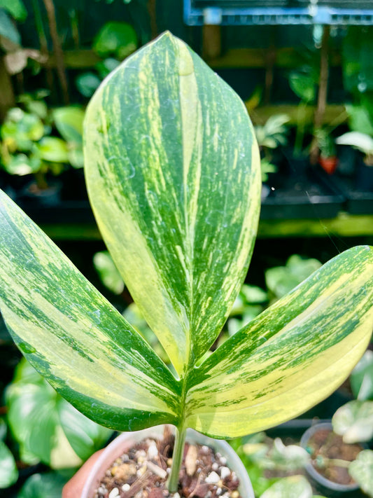 🦄Raphidophora Decursiva (Dragon's Tail) Aurea highly variegated 🦄