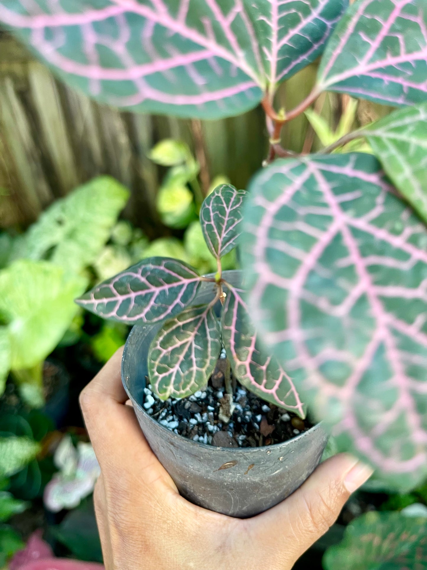 PRESTONIA QUINQUANGUANRIS 🌺