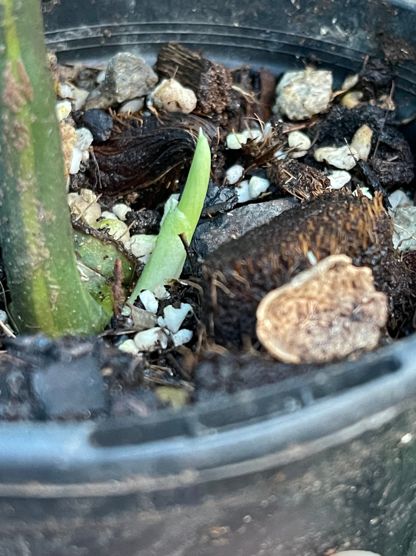 Rhaphidophora decursiva ‘Dragon's Tail’ Aurea Variegata