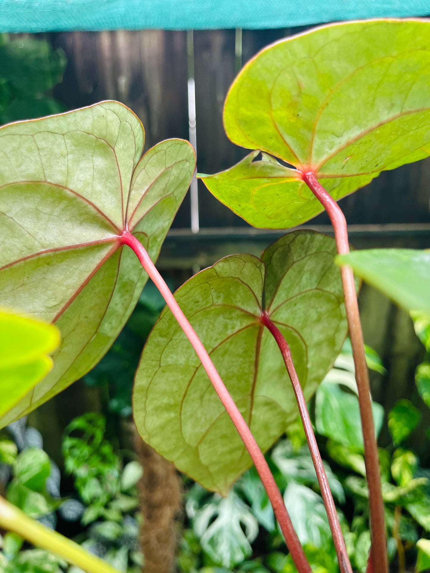 👑 Anthurium Red sinus blood moon ( HOFFMANII) 👑