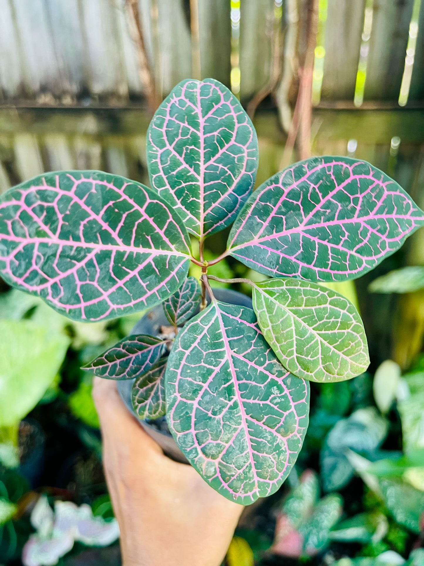 PRESTONIA QUINQUANGUANRIS 🌺