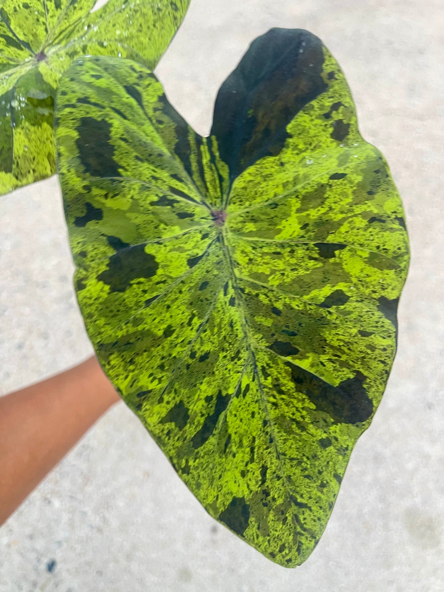Colocasia mojito