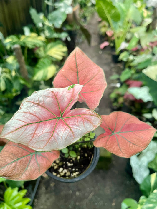CALADIUM 02