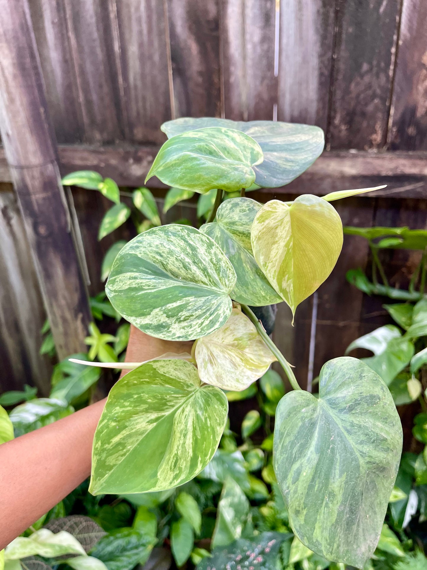 🍀PHILODENDRON VARIEGATED HEART LEAF 🍀