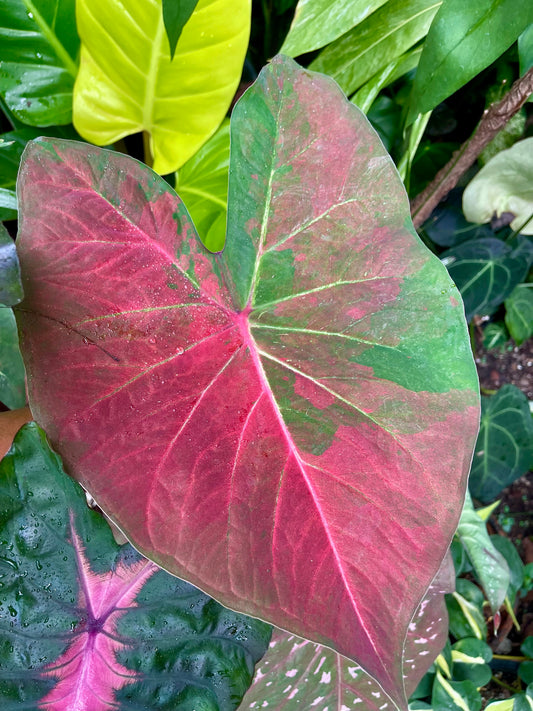 Caladium 05
