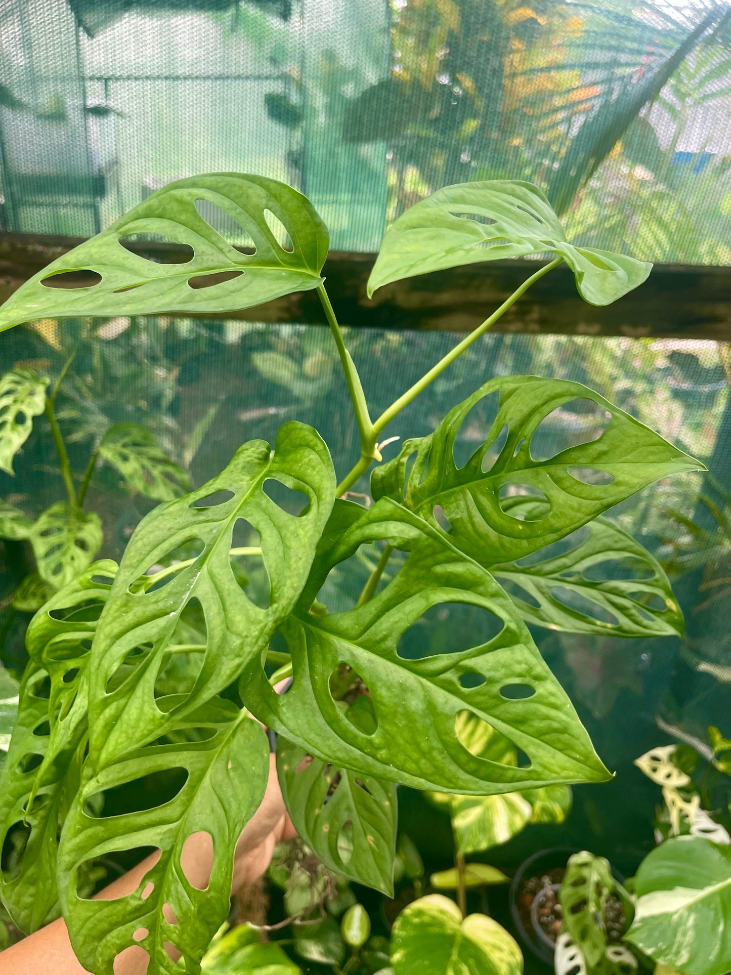 Monstera adansonii Monkey mask plant 🪴