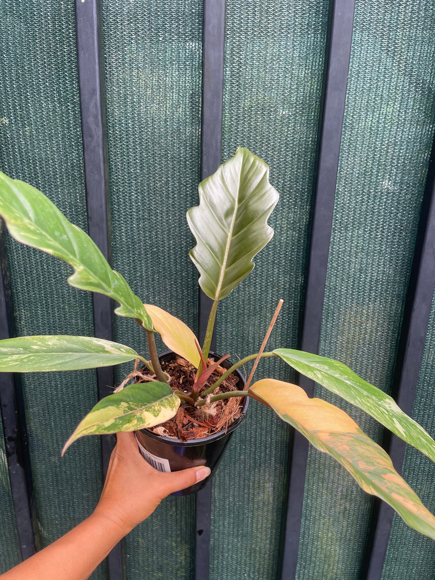 🦄PHILODENDRON CARAMEL MARBLE-DOUBLE HEADS 🦄