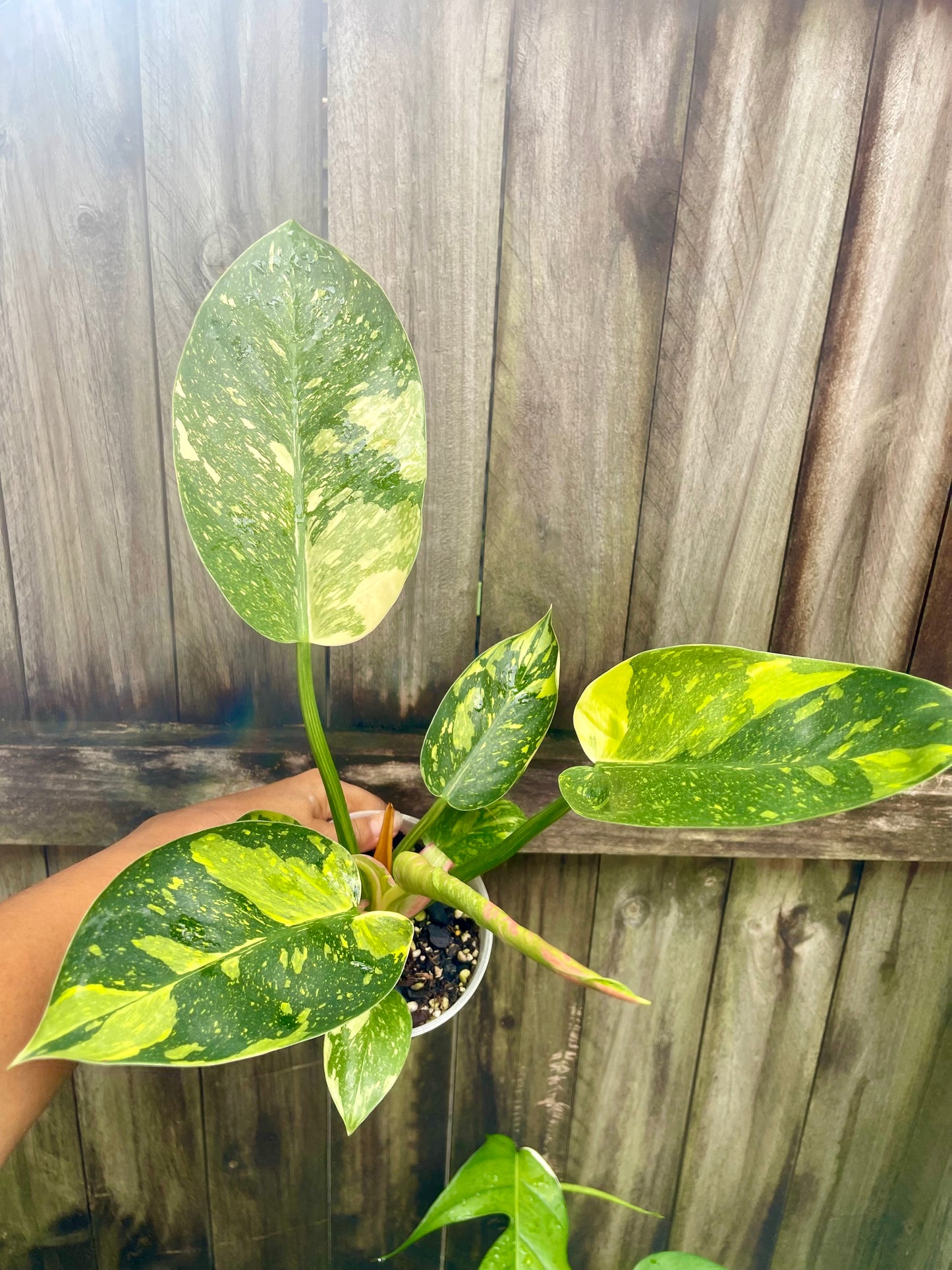 🪴Philodendron green Congo nuclear-highly variegated 🪴