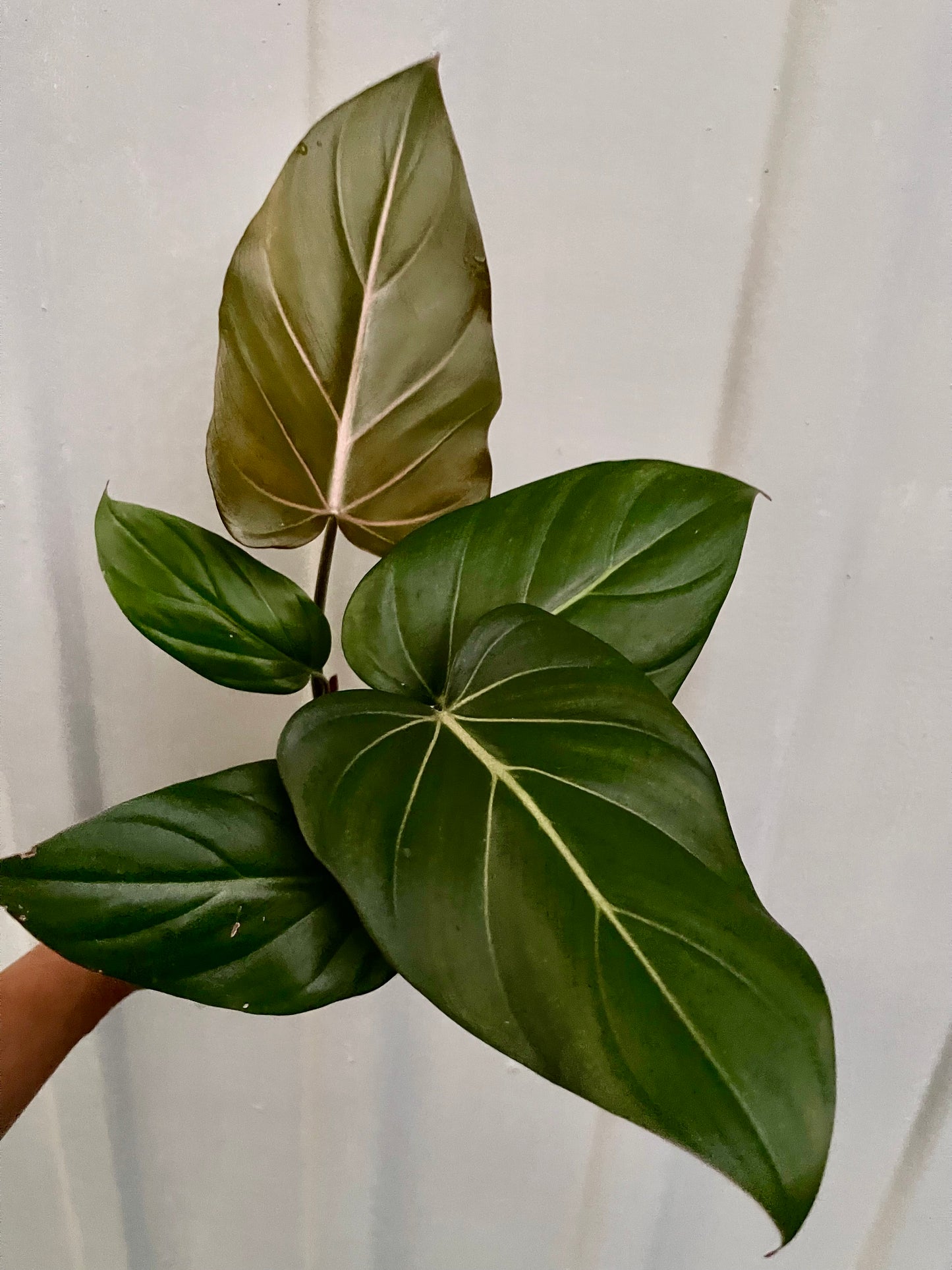 🎄PHILODENDRON SUMMER GLORY 🎄