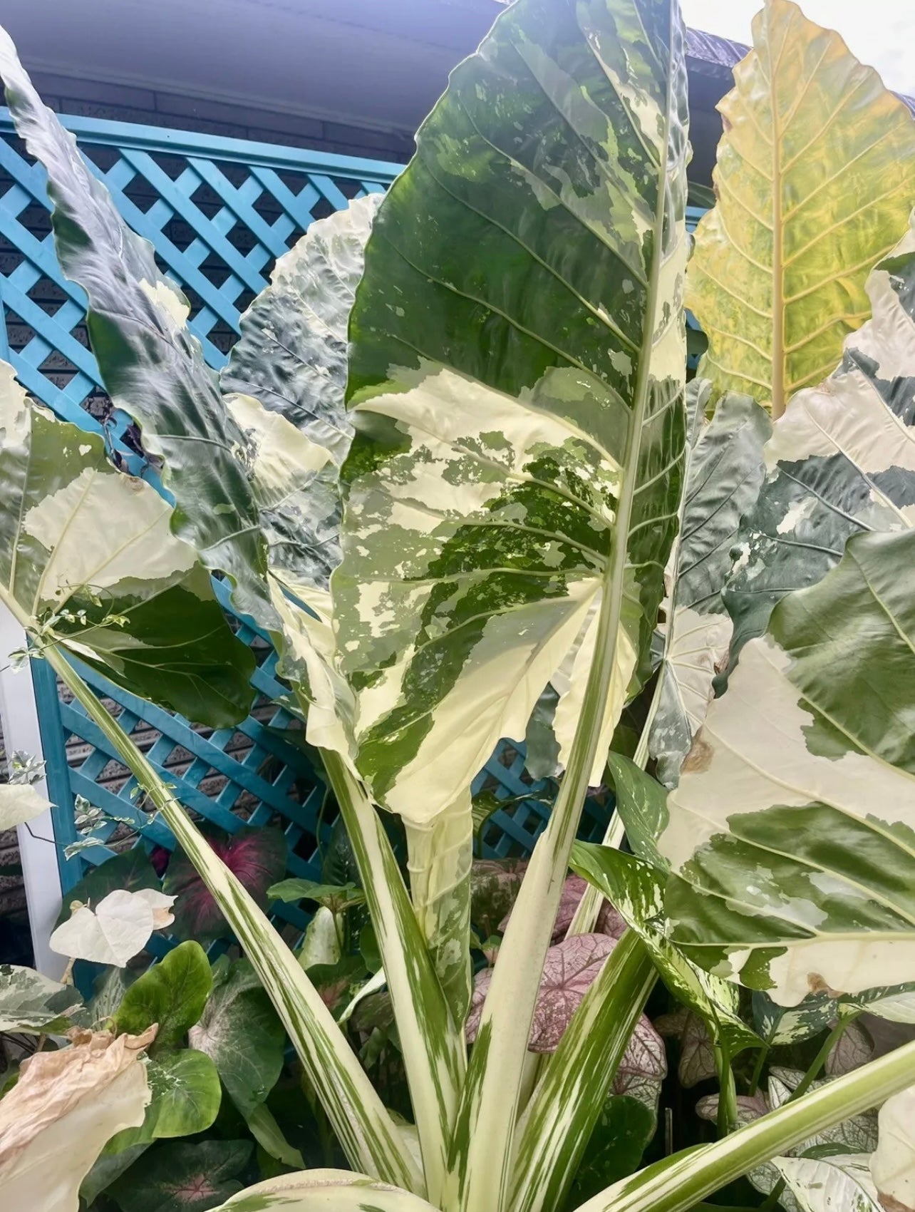 ALOCASIA MACCRORHIZA HIGHLY VARIEGATED~NON TC # plant 1