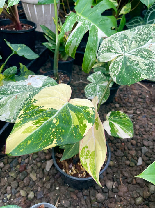 Philodendron variegated gloriosum 🦄
