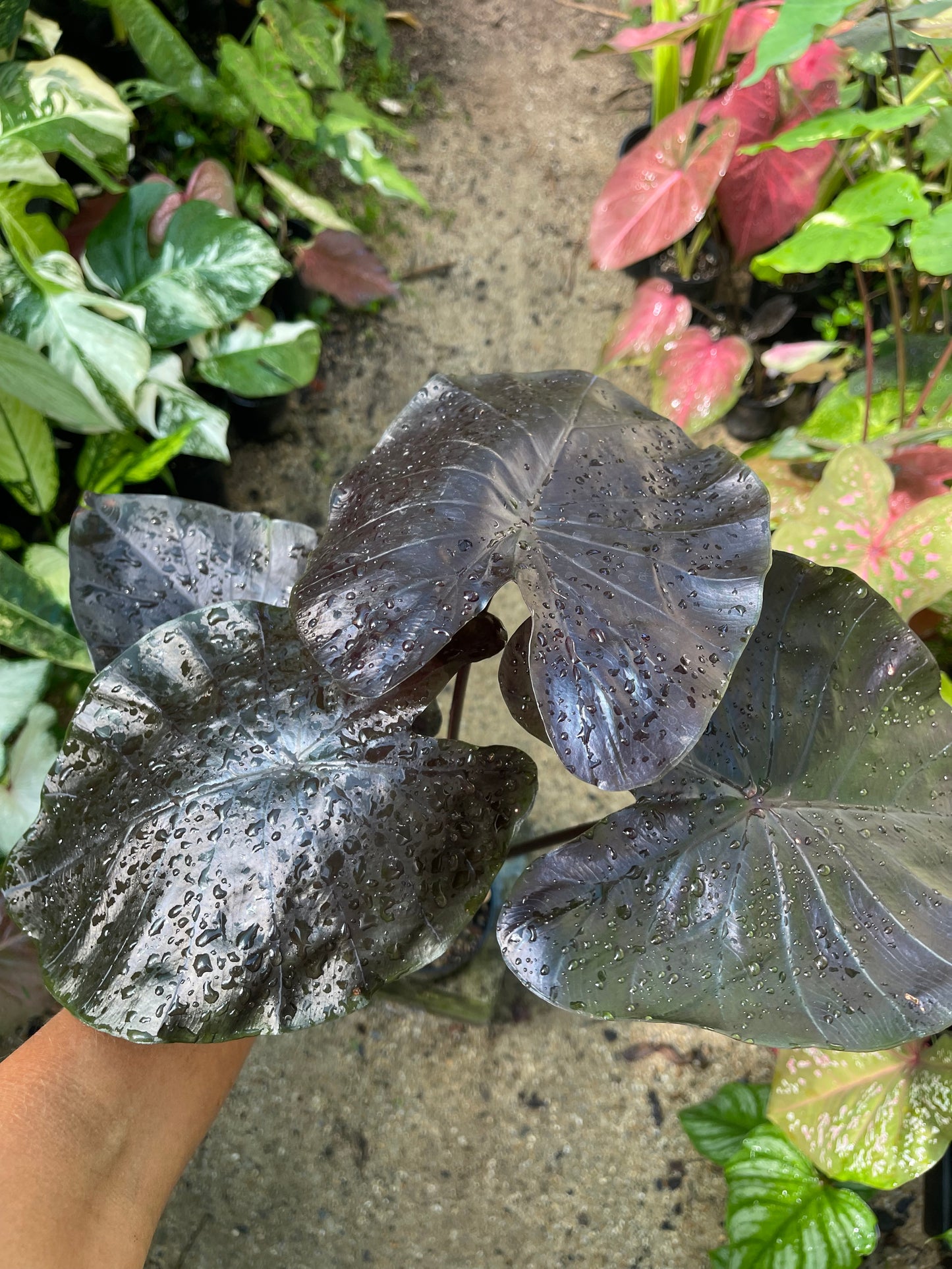 COLOCASIA Daimond head- Large plant 🖤
