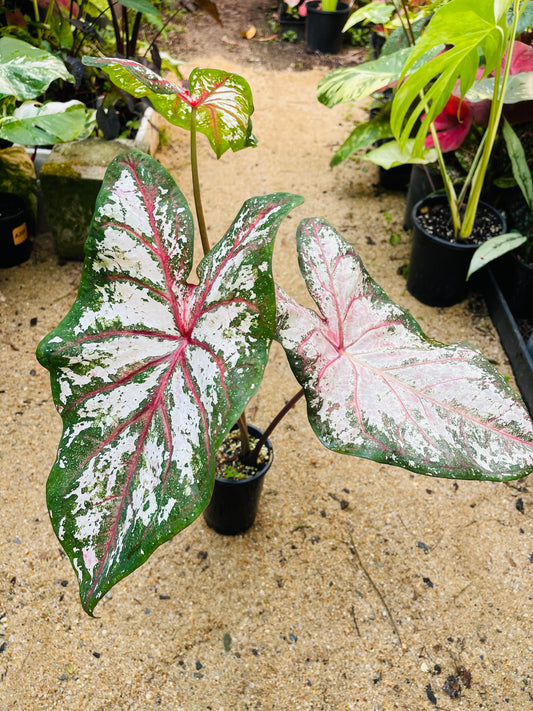 CALADIUM 06 Large Esthablished plant 🪴