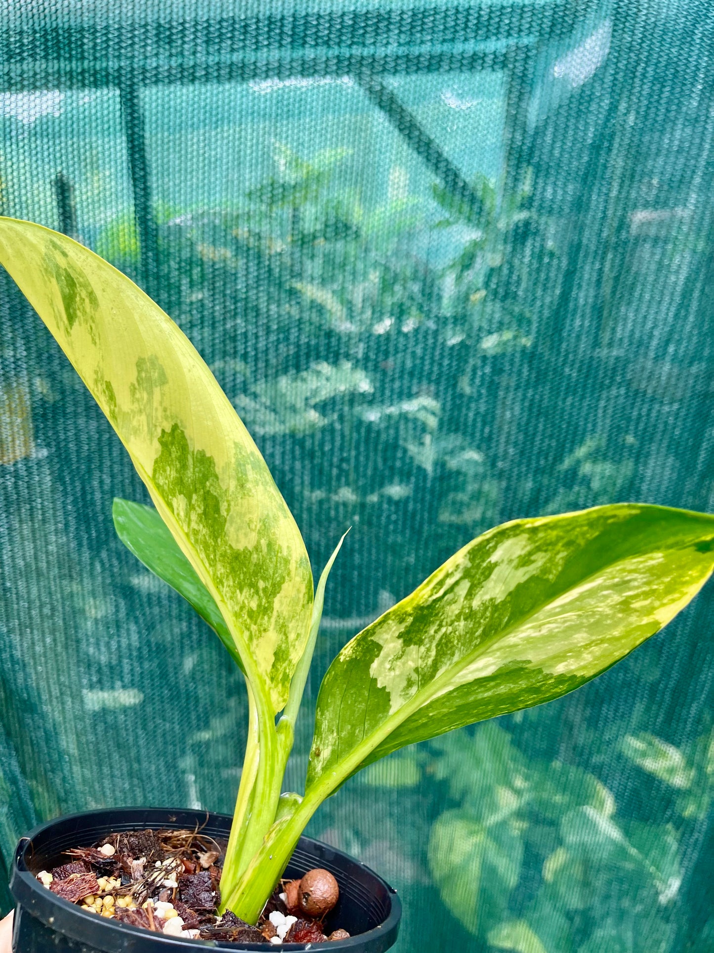 🦄Dieffenbachia highly variegated Big Ben-Pure non tc 🦄