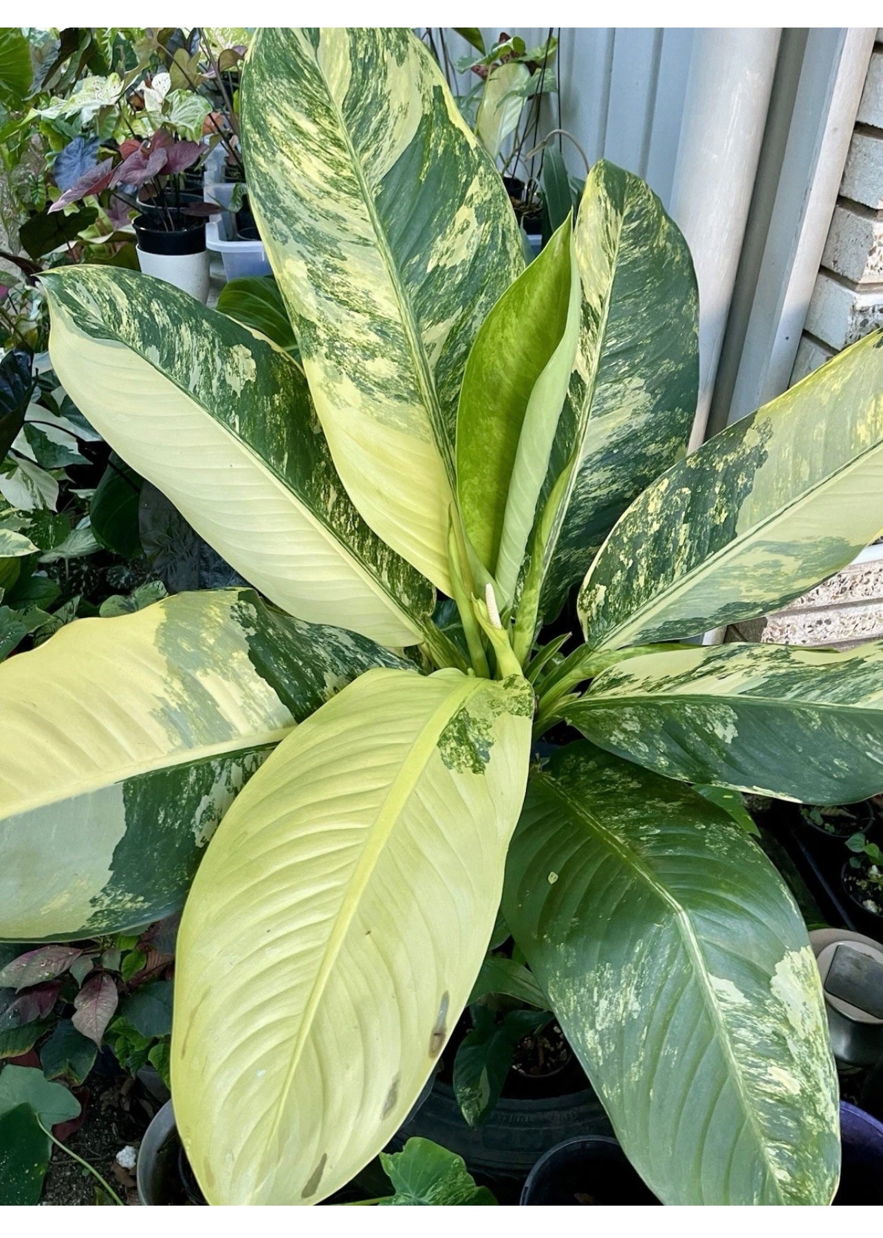 🦄Dieffenbachia highly variegated Big Ben-Pure non tc 🦄
