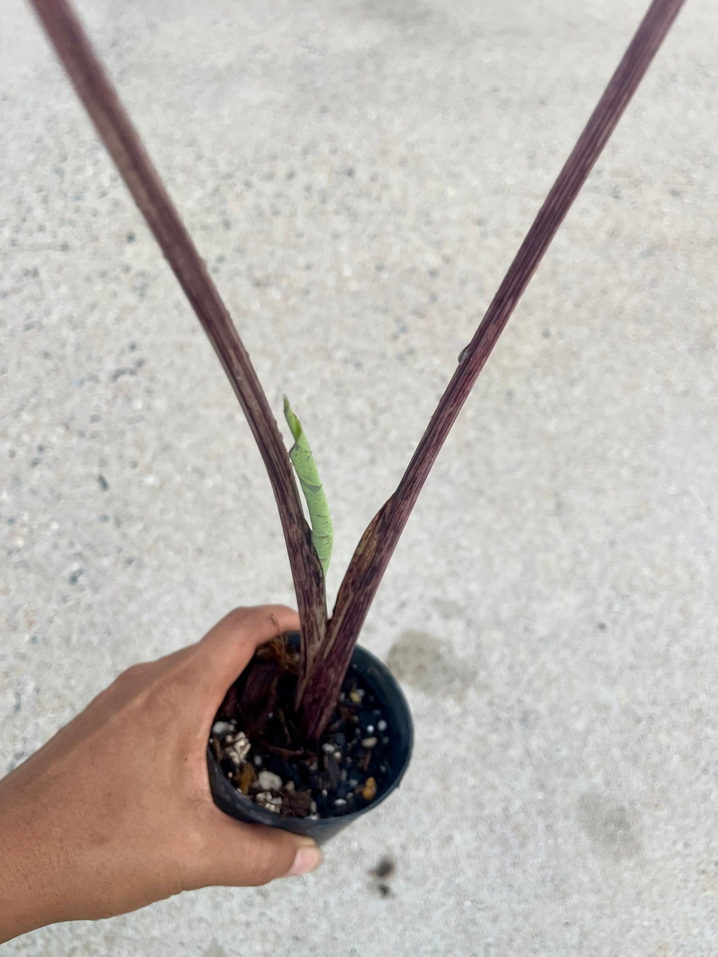Colocasia mojito