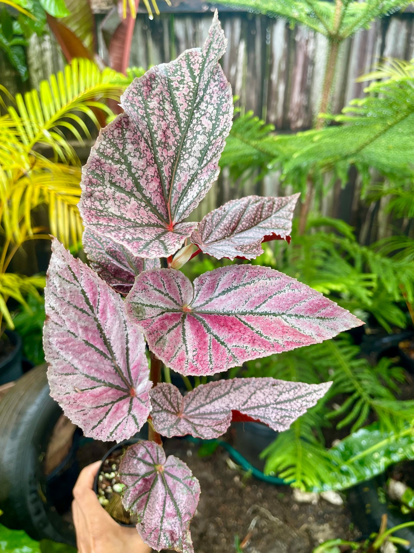 🩷BEGONIA MAURICE 🩷