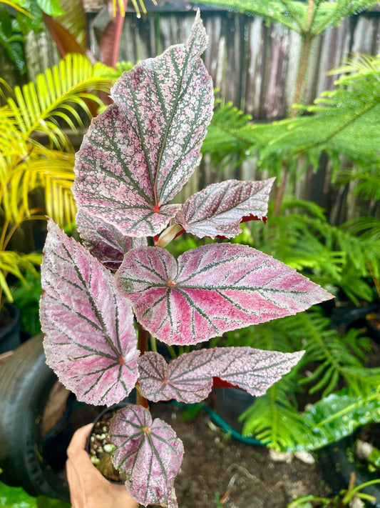 🩷BEGONIA MAURICE 🩷