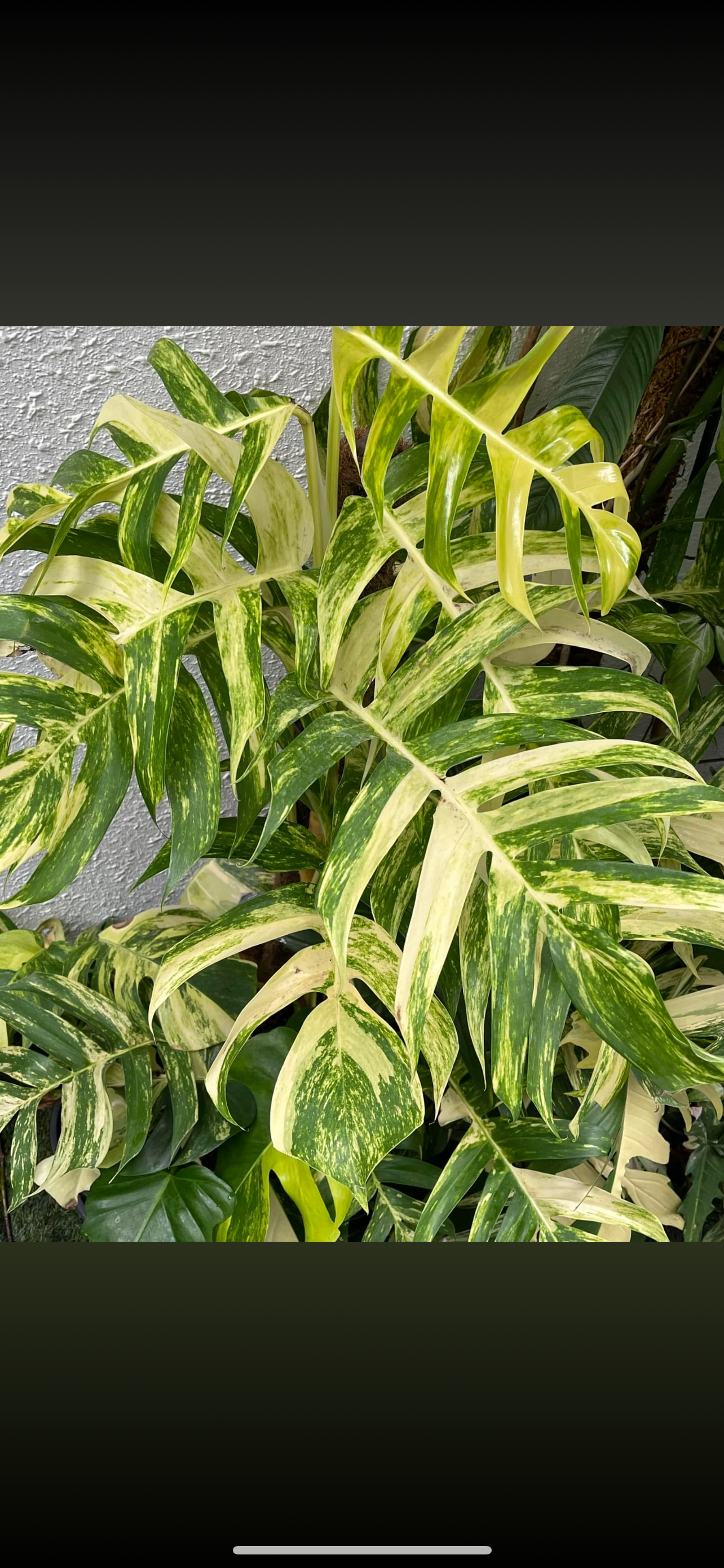 Epipremnum yellow flame 🔥