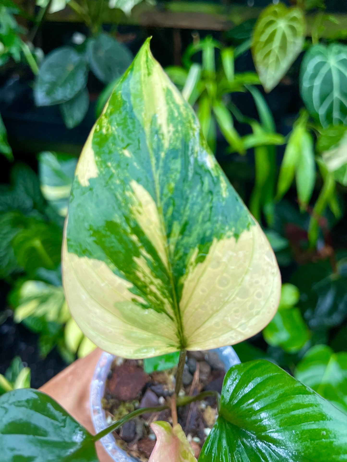 🦄HOMALOMENA PINK DIAMOND-RARE COLLECTOR PLANT 🦄