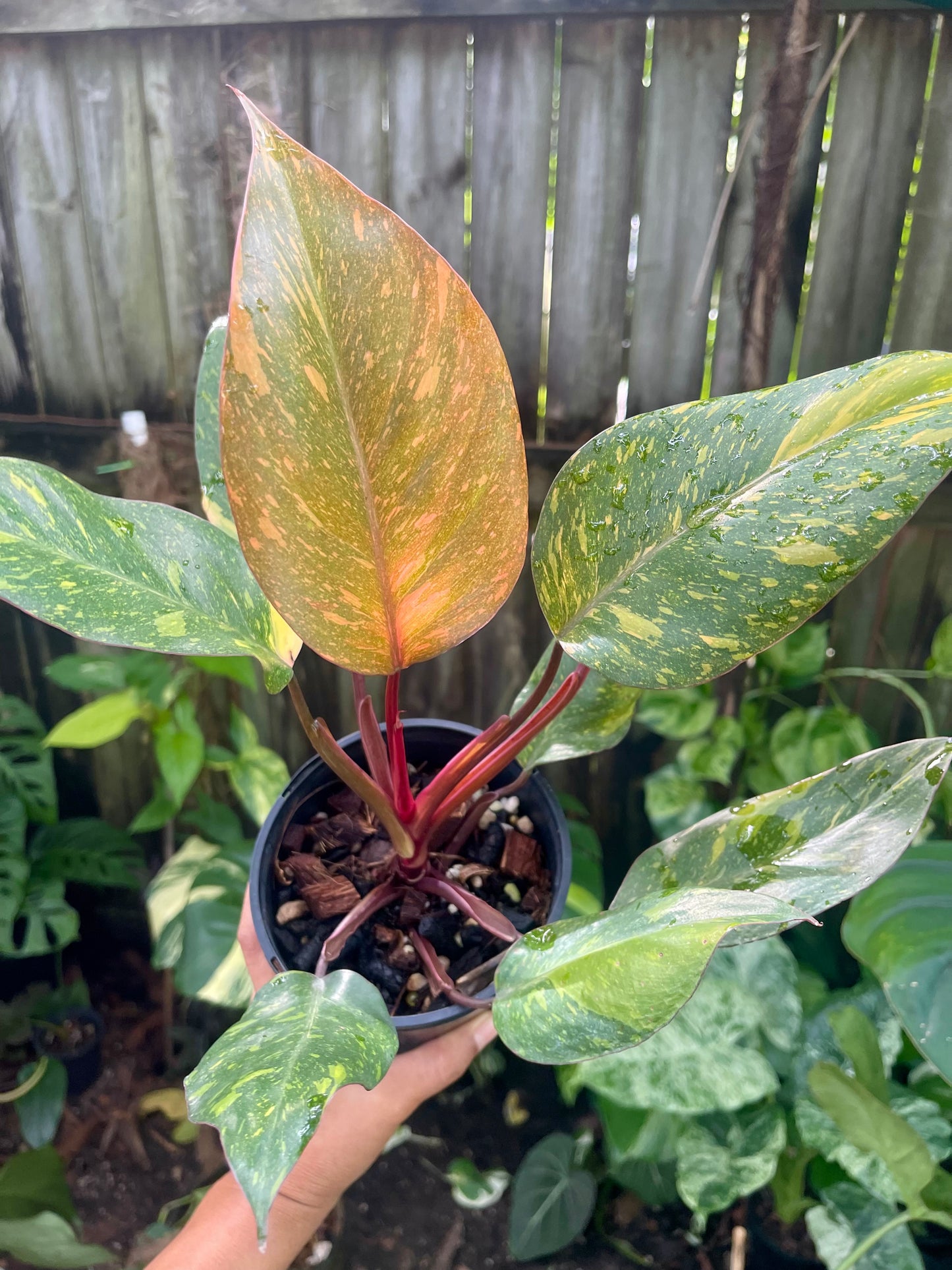 🍊PHILODENDRON ORANGE PRINCESS VARIEGATED 🍊