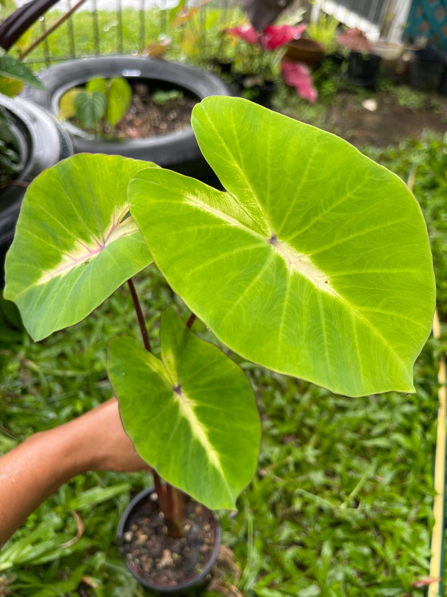 COLOCASIA QUEEN OF PHOENIX 🐦‍🔥