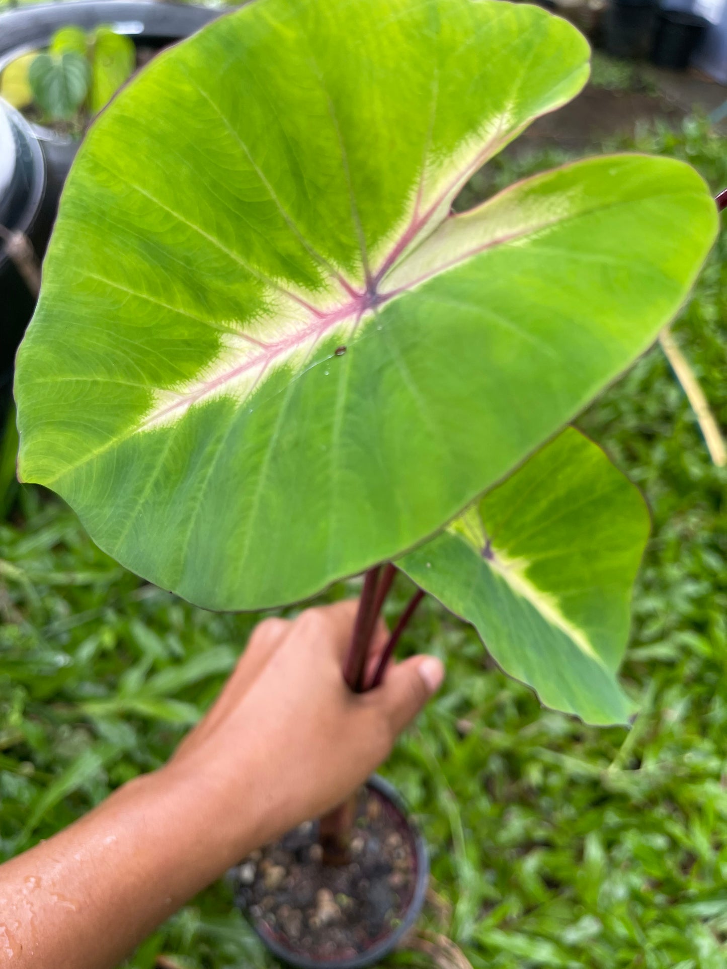 COLOCASIA QUEEN OF PHOENIX 🐦‍🔥