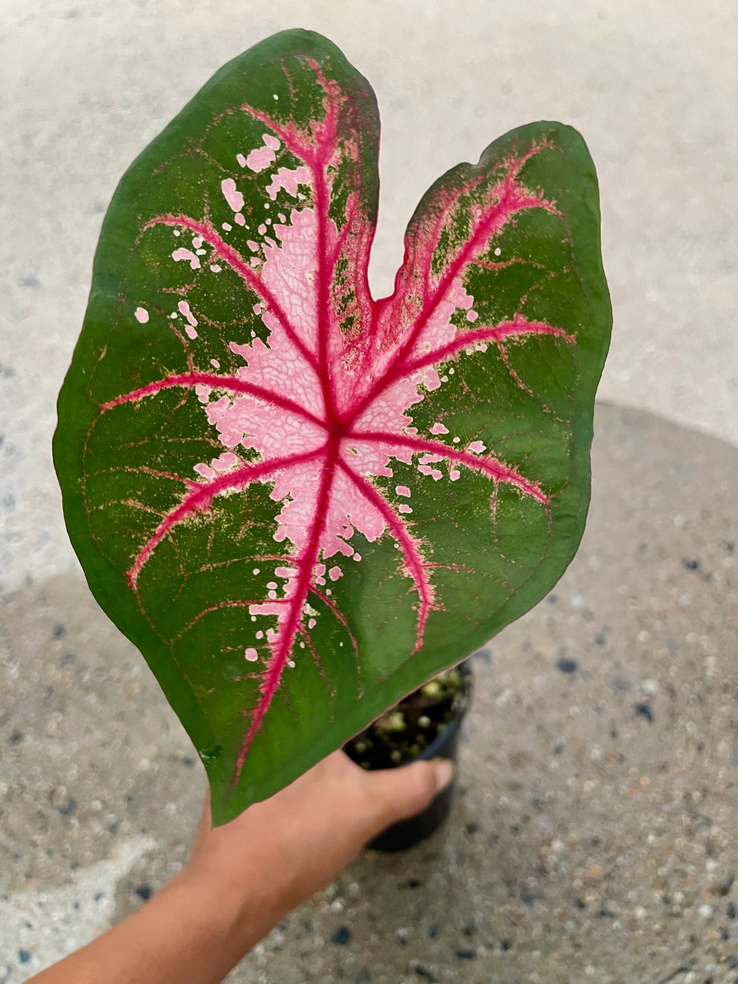 Caladium 02