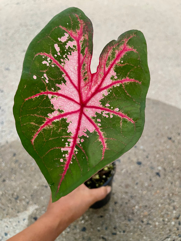Caladium 02