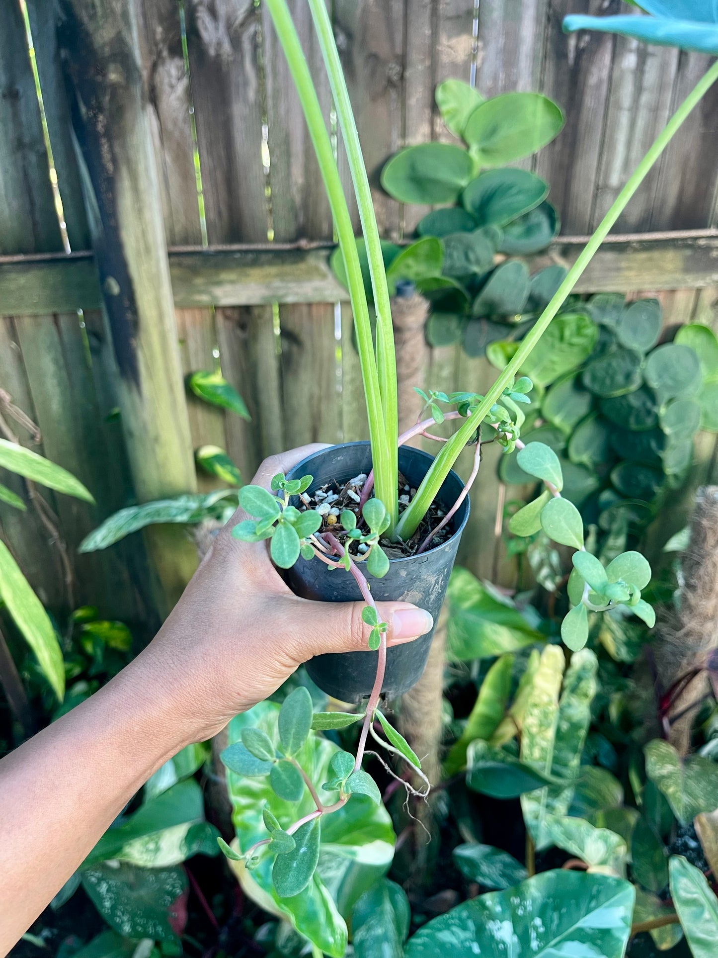 ALOCASIA MACCRORHIZA HIGHLY VARIEGATED~NON TC # plant 1