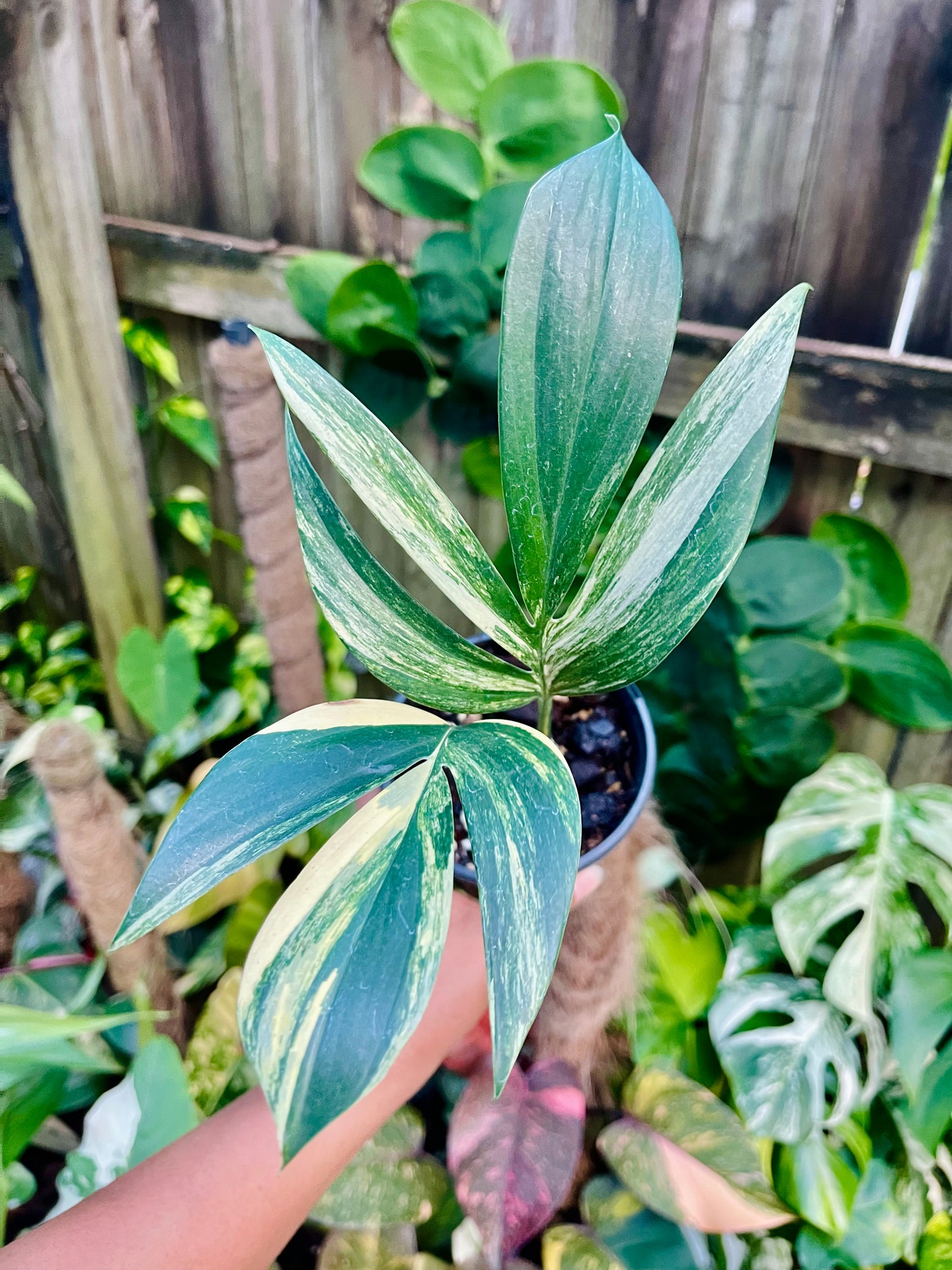 Rhaphidophora decursiva ‘Dragon's Tail’ Aurea Variegata