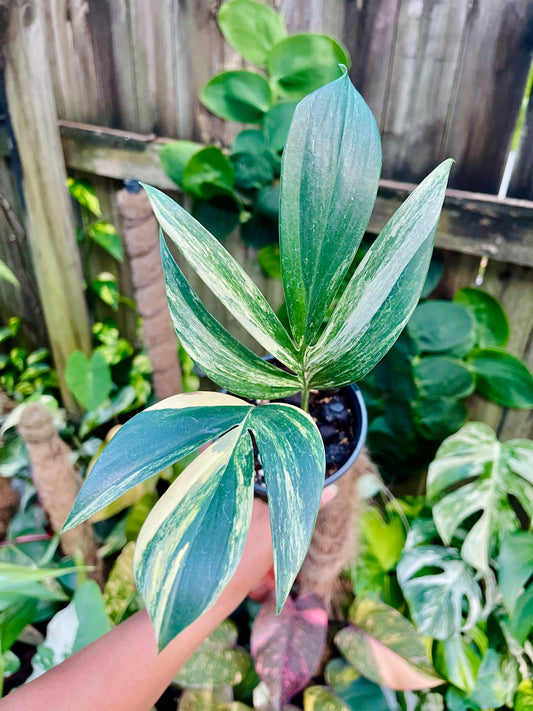 Rhaphidophora decursiva ‘Dragon's Tail’ Aurea Variegata