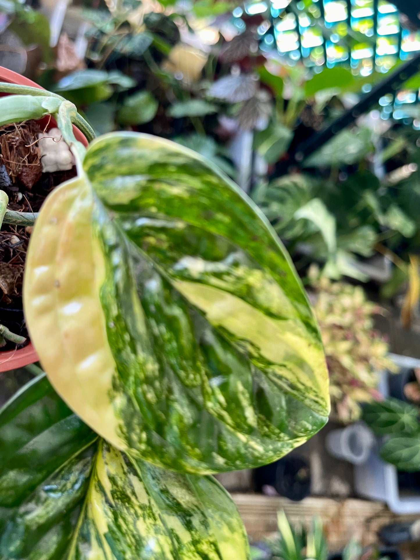 MONSTERA PERU VARIEGATED 🔅