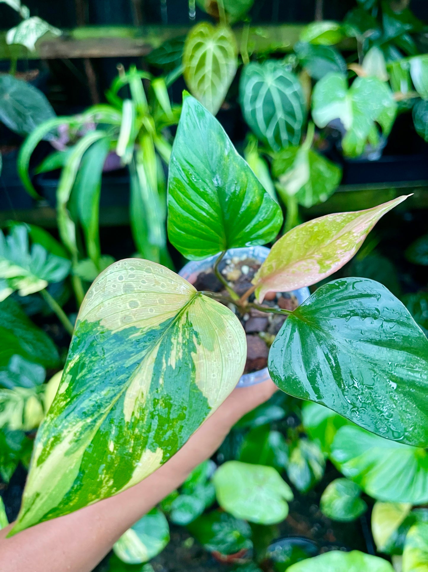 🦄HOMALOMENA PINK DIAMOND-RARE COLLECTOR PLANT 🦄