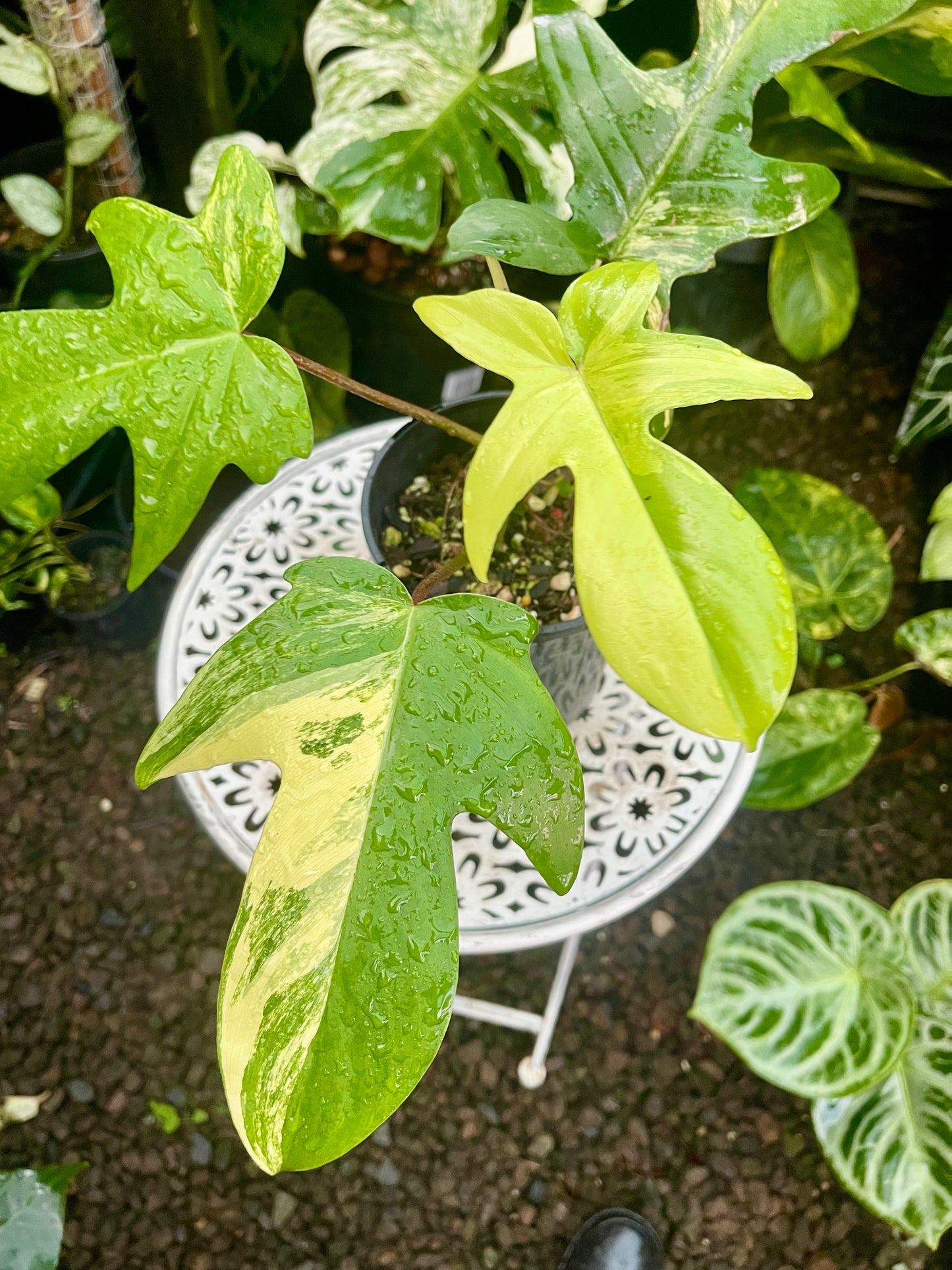 PHILODENDRON FLORIDA BEAUTY HIGH VARIEGATED 🪴