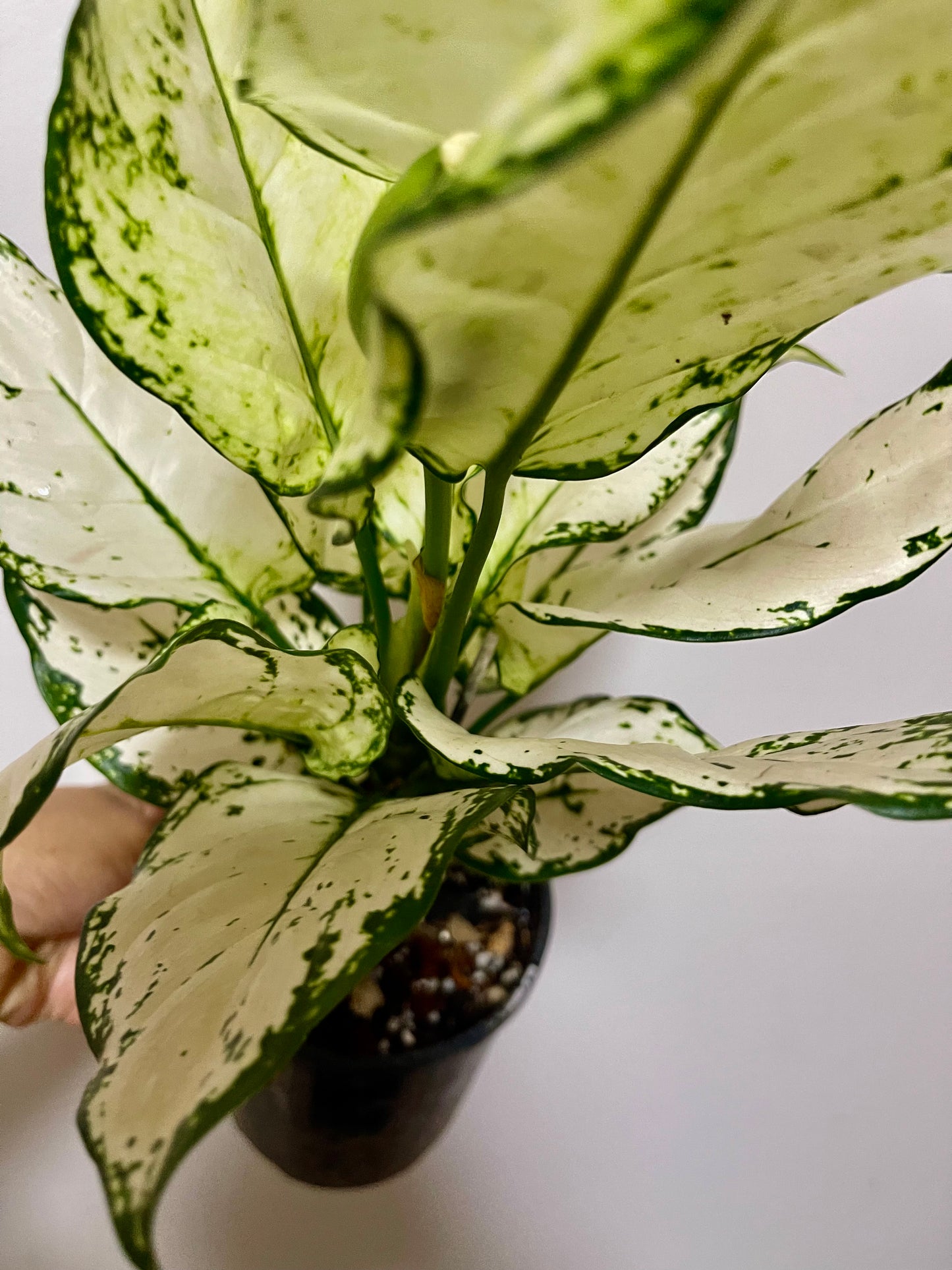 🪴Aglaonema Super white-Big established plant 🪴