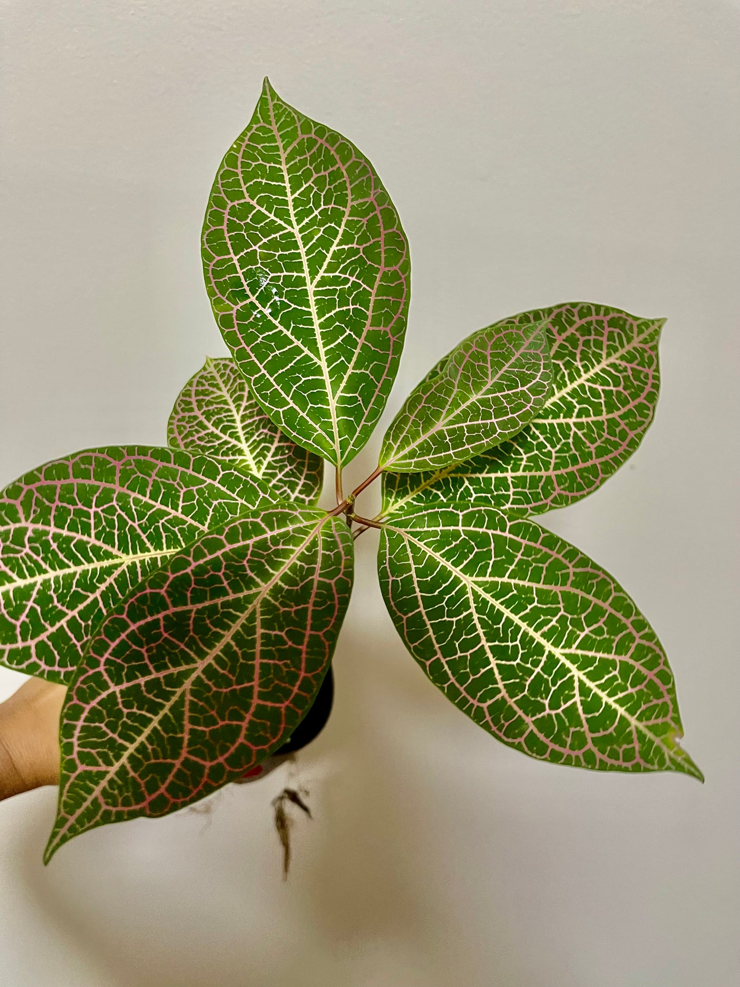 PRESTONIA QUINQUANGUANRIS 🌺