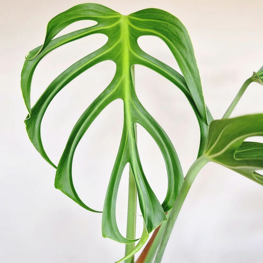 🪴Philodendron Burle Marx Flame 🪴