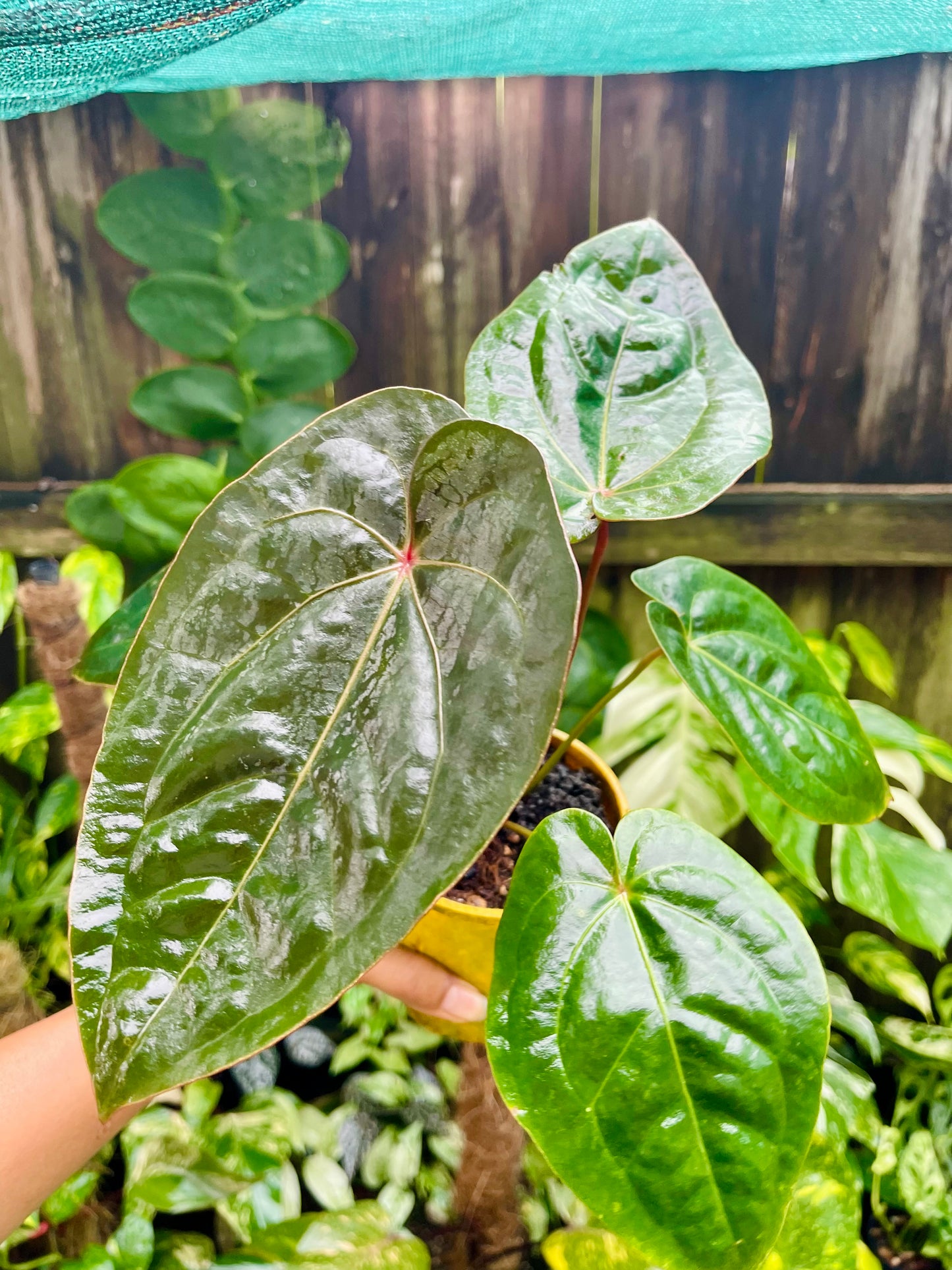 👑 Anthurium Red sinus blood moon ( HOFFMANII) 👑